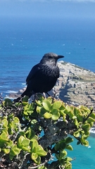 Onychognathus morio morio