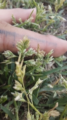 Poa annua