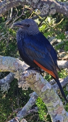 Onychognathus morio morio