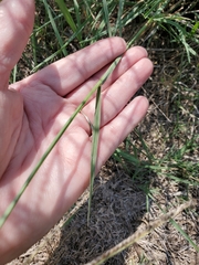 Chloris verticillata