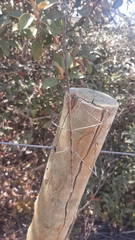 Otocraniella flagelloantennata