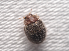 Rhyzobius lophanthae