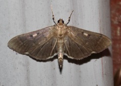 Herpetogramma sphingealis