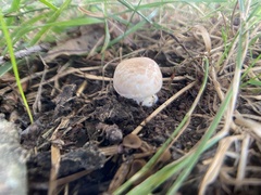Amidella