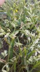 Poa annua