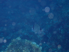 Diplodus vulgaris