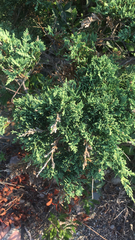 Juniperus horizontalis