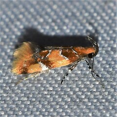 Epicallima argenticinctella