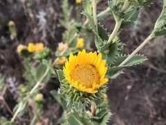 Grindelia ciliata