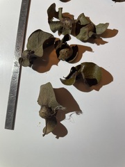 Andricus quercuspetiolicola