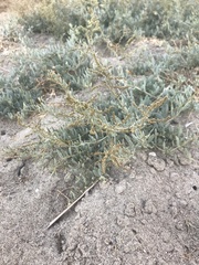Atriplex halimus