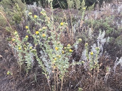 Grindelia ciliata