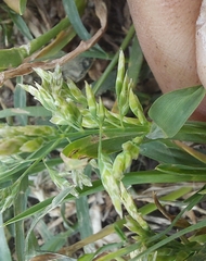 Poa annua