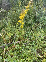 Solidago uliginosa