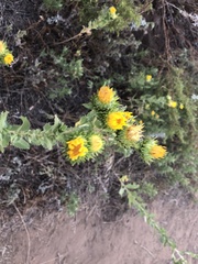 Grindelia ciliata