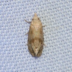 Platphalonidia magdalenae
