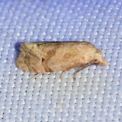 Platphalonidia magdalenae