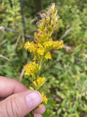 Solidago uliginosa