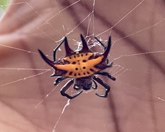 Gasteracantha curvispina
