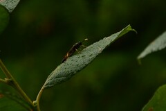 Ichneumon