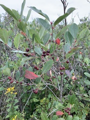 Aronia arbutifolia