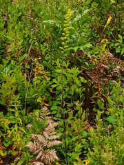 Solidago uliginosa