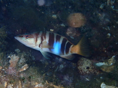 Serranus scriba