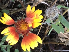 Gaillardia