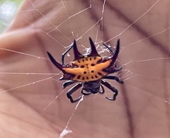 Gasteracantha curvispina