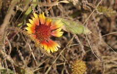 Gaillardia aristata