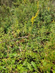 Solidago uliginosa