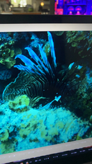 Pterois volitans