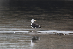 Larus marinus