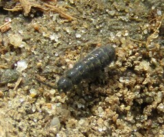 Collembola