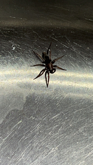 Scotophaeus blackwalli