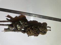 Disholcaspis quercusvirens