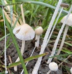 Panaeolus