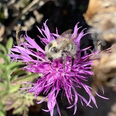 Bombus veteranus