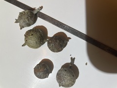 Callirhytis quercusbatatoides