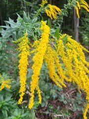 Solidago canadensis
