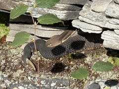 Crotalus horridus