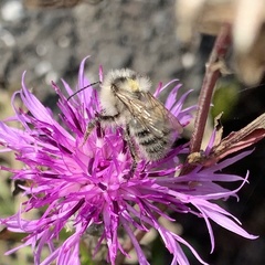 Bombus veteranus