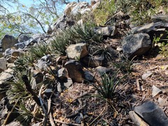 Sansevieria aethiopica