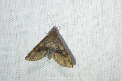 Diascia hayesi
