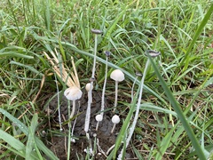 Panaeolus