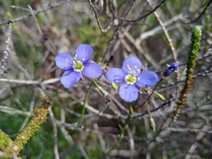 Heliophila refracta