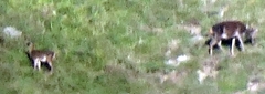 Cervus elaphus