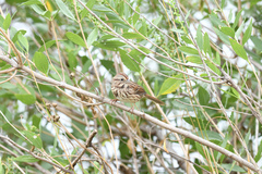 Melospiza melodia