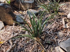 Sansevieria aethiopica