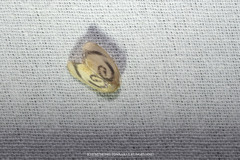 Trischalis subaurana